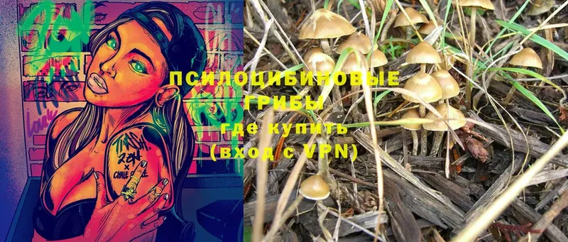 Псилоцибиновые грибы Psilocybe Кингисепп